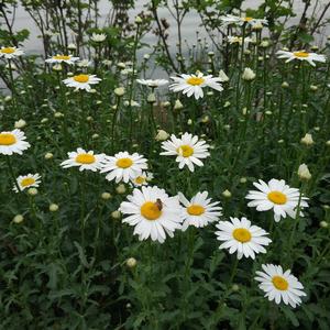 无限循环的夏天