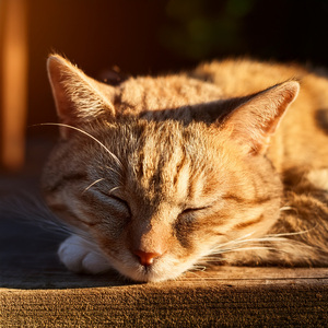 Siesta Pacífica Y Cálida Para Gatitos