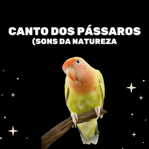 Pássaros Silvestres