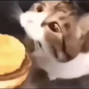 小猫你可以吃芝士汉堡（多种搞怪版）