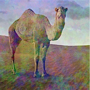 La traversée du désert