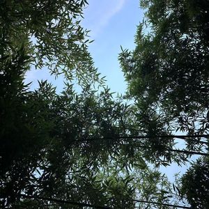雪山之光
