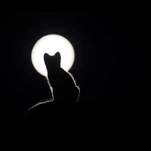 极乐 (Live)（翻自 GAI周延）