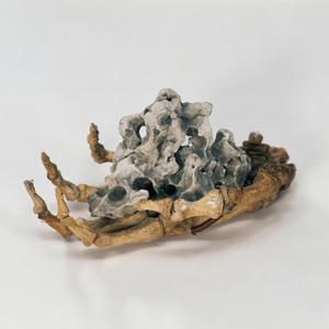 Viderunt Omnes (Translatio ex vulgaris lingua)