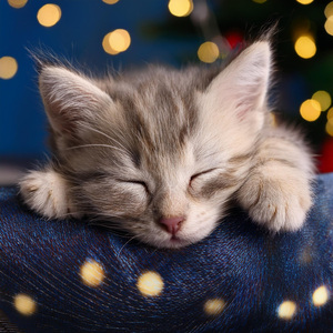 Melodías De Lofi Para Gatos