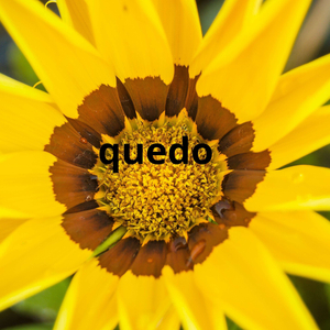 quedo