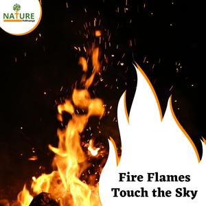 Walking in the Jungle