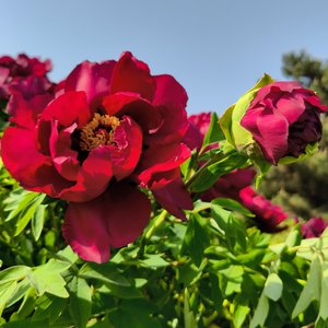 一路繁花向洛阳