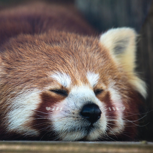 Red Panda