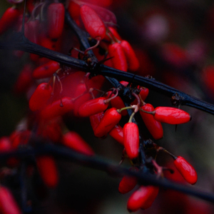 Lay Back (Sea Sound)