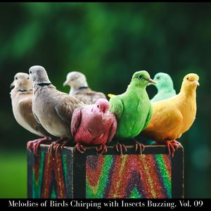 Woodpecker Drum Echo Resounding