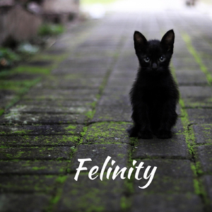 Felinity