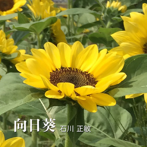向日葵