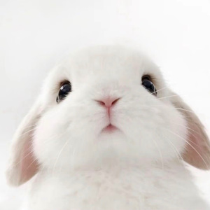 爱你的恶劣任性与眉眼