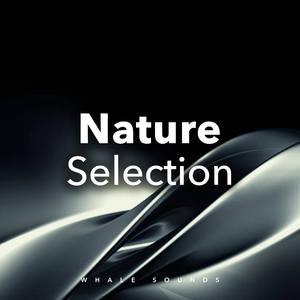 Relaxing Whale Sounds