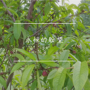 永恒的家乡是我盼望