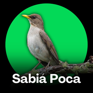 Sabiá Poca - Melodias que Incentivam o Canto