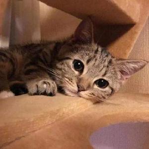 沉醉的青丝(啥也不是版)