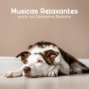 Musicoterapia para Animais de Estimação
