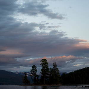 Old Trees Watching (Slowed Down)