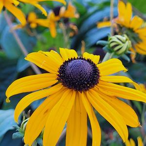 Yellow Beauty