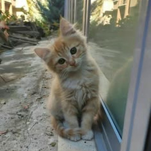 Reflections Laughing (sped up)