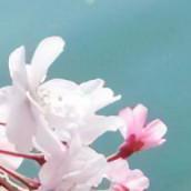 错把敷衍当承诺