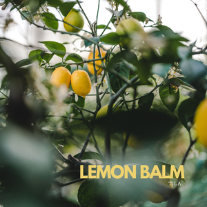 Lemon Balm