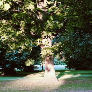 South Kensington Dreams × St. Louis Blues