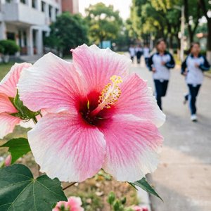 芙蓉志.wav