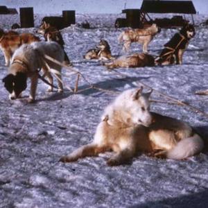 Disk 12 (Dogs Will Hunt)