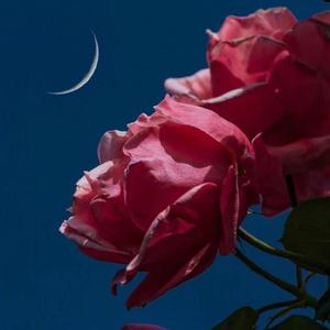 ぼんやりした夜