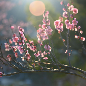 桜の夜