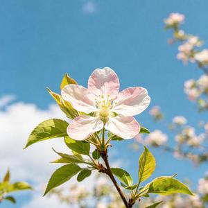 春天里的浪漫鲜花占一半
