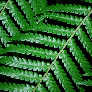 静心曲（放松疗愈）