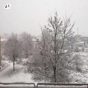 Something in the Snow