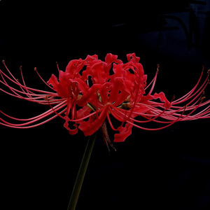 原来爱也会消失（伤感版（胖猫再见）