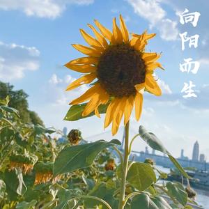 向阳而生