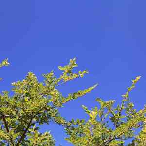 不如不见 (钢琴曲)