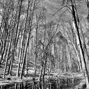 The Wilderness (Live)