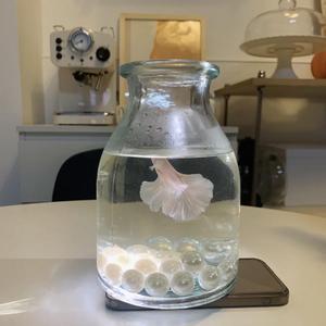 心如止水-历十涵（cover Ice Paper)