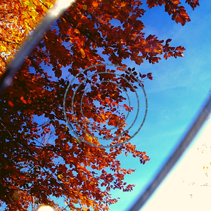 Motorized From Heaven