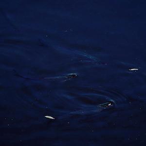 吹笛人的蛋头先生