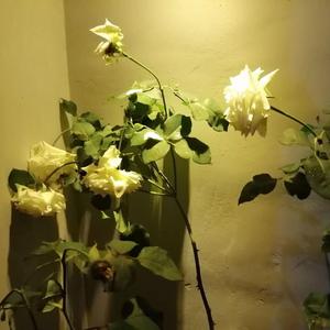 友情多余暧昧未够