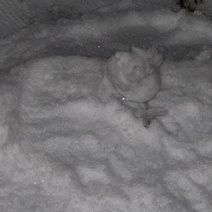 爱情命运共同体