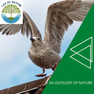 Night with Ocean Waves