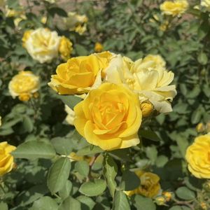 你是最耀眼的星