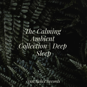 Enchanted Oasis's Radiance