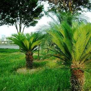 土坡上的狗尾草 (高潮版)