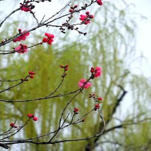 你太好骗 (Cover 向思思)